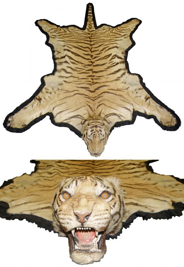 FULL BENGAL TIGER SKIN RUG WITH PROVENANCE Lot 396