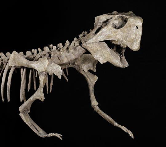 psittacosaurus skeleton