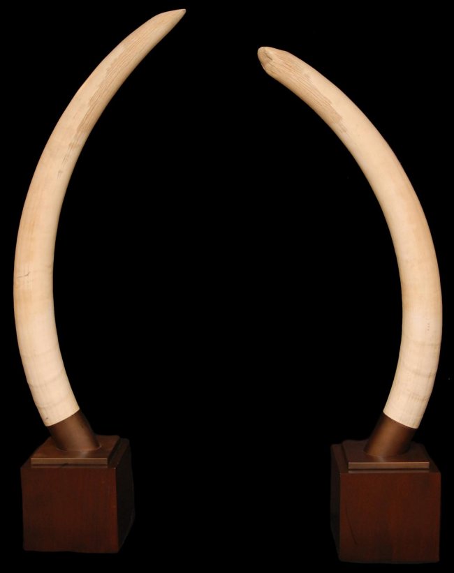 99: PAIR OF ELEPHANT IVORY TUSKS ON STANDS OVER 6' : Lot 99