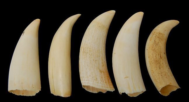 126: Lot of 5 Killer Whale teeth measuring from 4.5"-5. : Lot 126