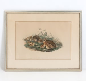 JOHN GOULD 'COTURNIX COMMUNIS' LITHOGRAPH PRINT