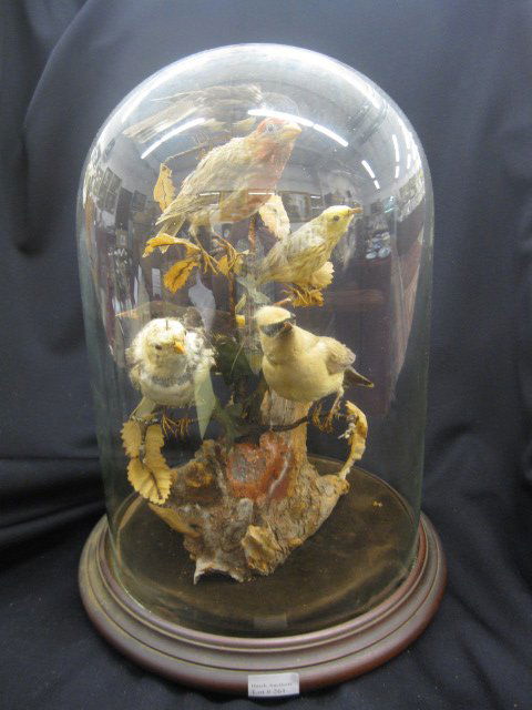 victorian stuffed birds in glass dome