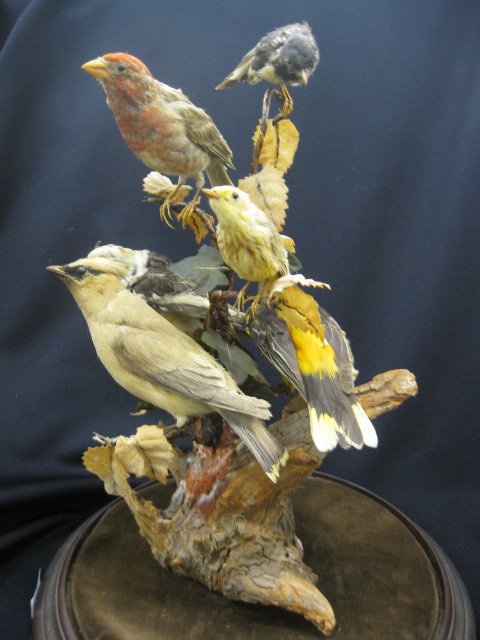 victorian stuffed birds in glass dome