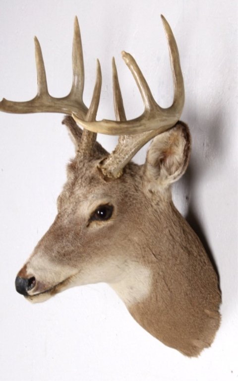 Whitetail Deer Neck Mount : Lot 96