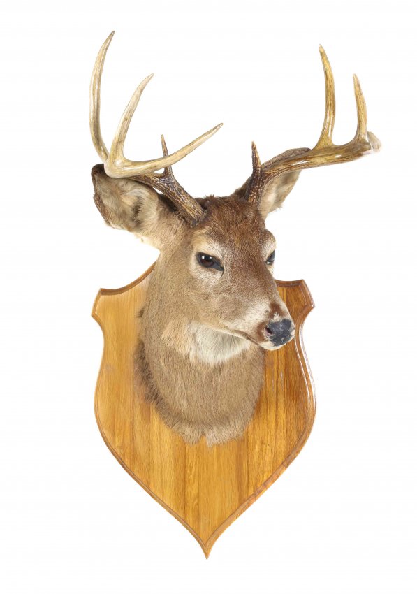 A Taxidermy Neck Mount of a Whitetail Deer Stag. Length : Lot 242