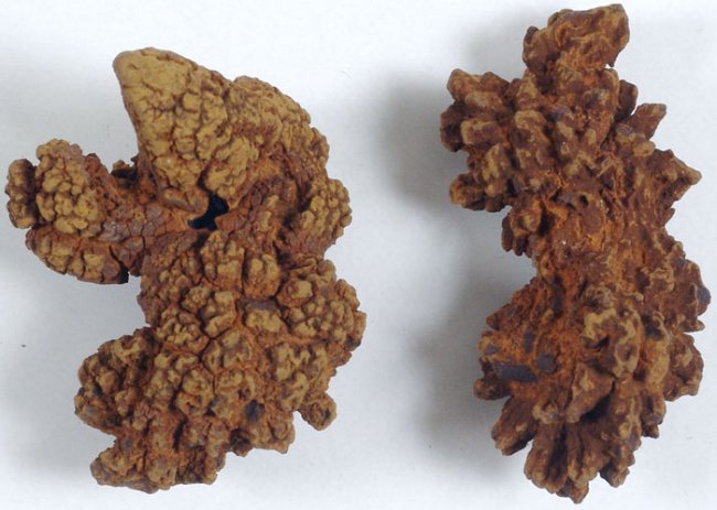 coprolite madagascar