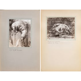 Photographs, American School (20th century)