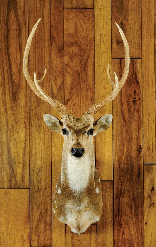 39 Axis deer mount. Lot 39