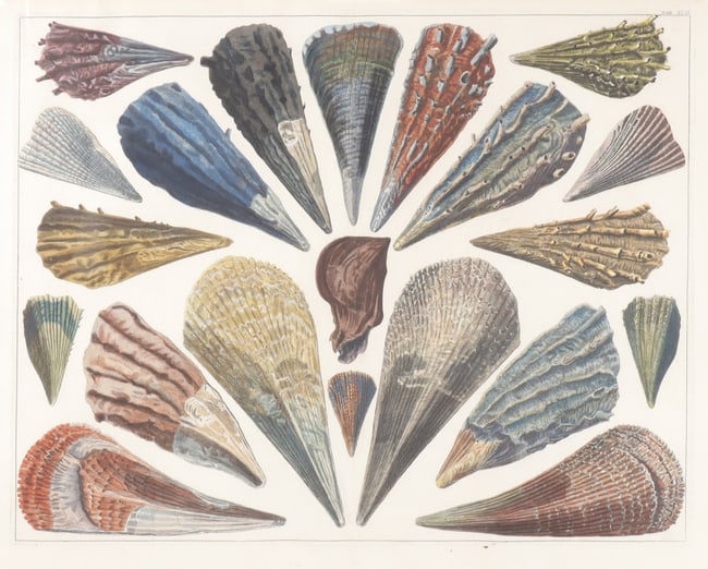 Shell Lithograph, 19th C