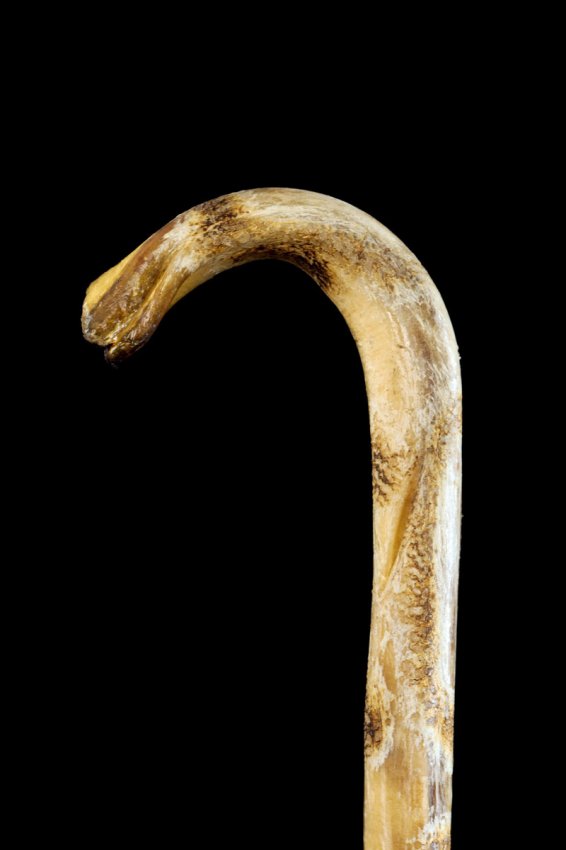 Walking stick. Texan bull's pizzle with branding on Lot 1221